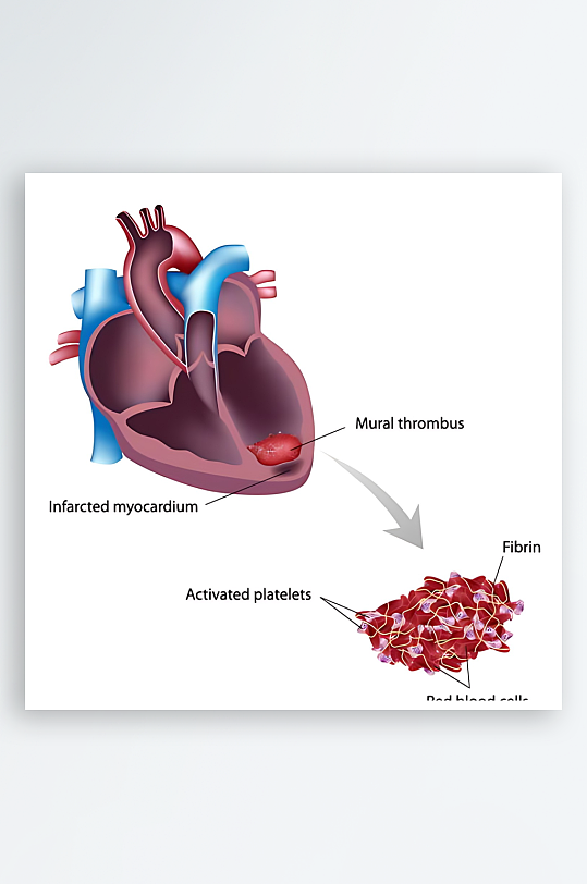 医疗医学人体示意图-众图网