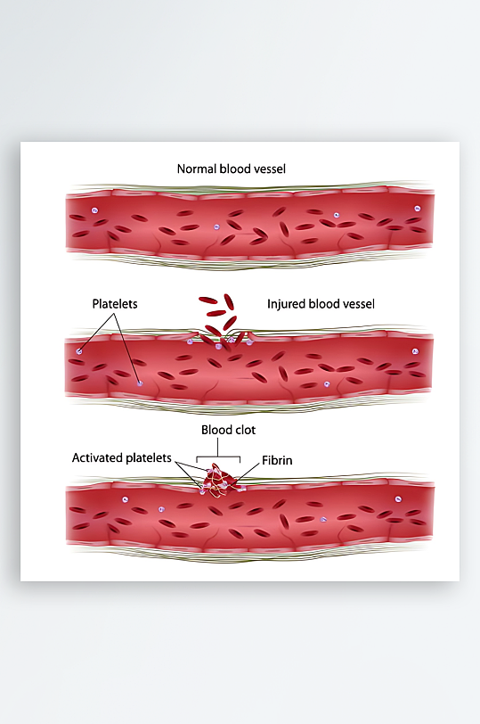医疗医学人体示意图-众图网