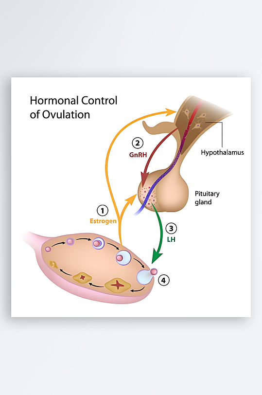 医疗医学人体示意图-众图网