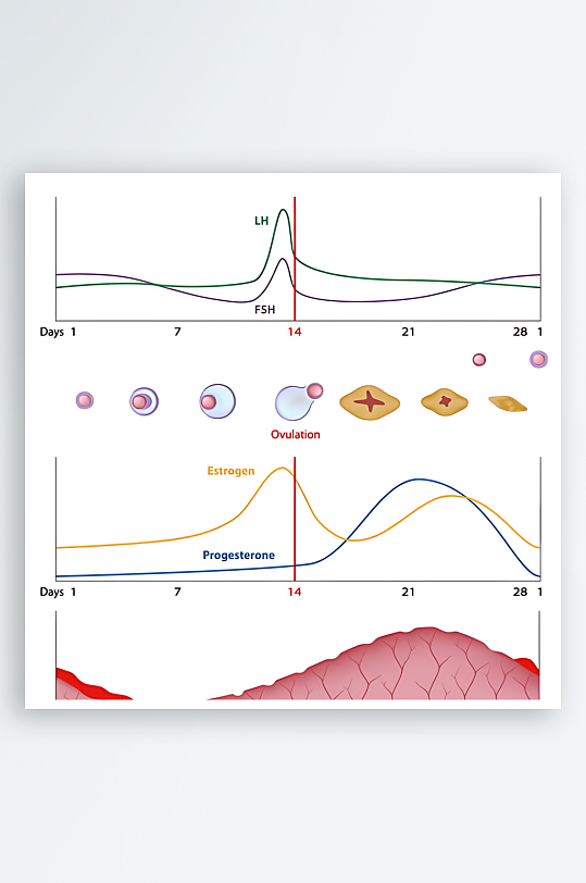医疗医学人体示意图-众图网