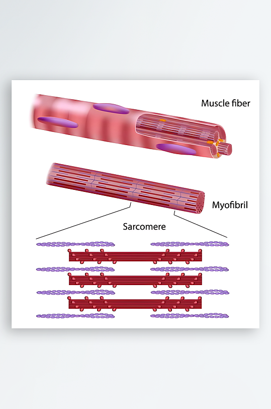 医学医疗人体示意图-众图网