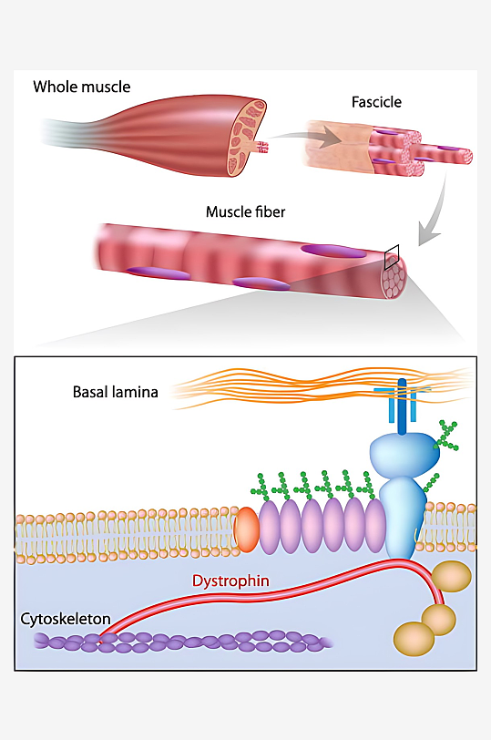 医学医疗人体示意图-众图网