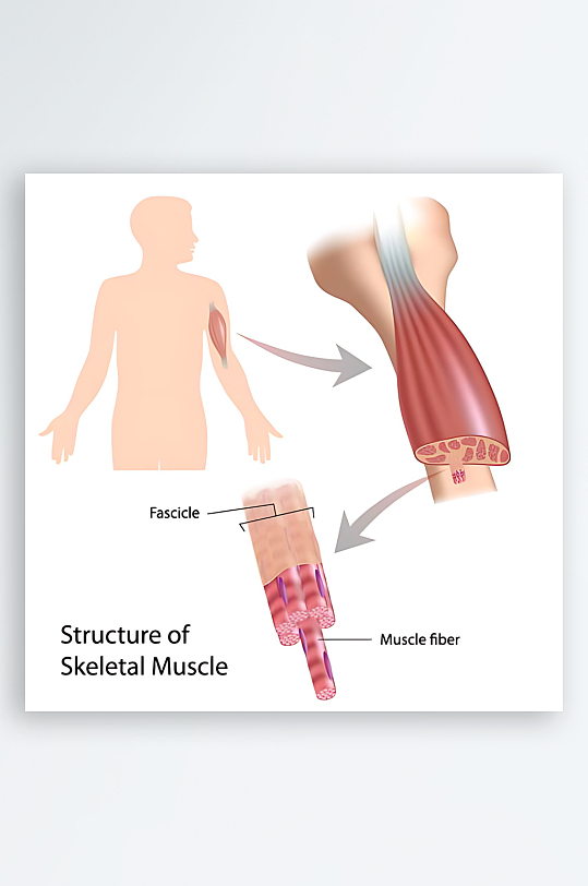 医学医疗人体示意图-众图网