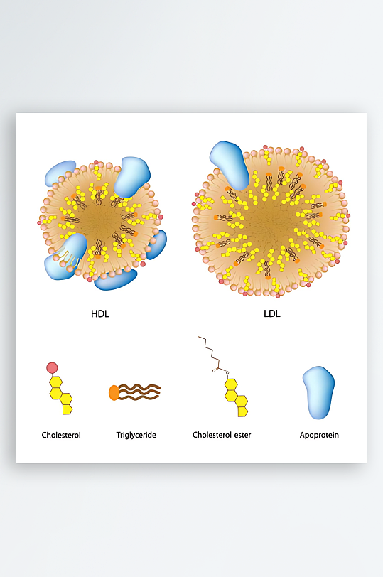 医学医疗人体示意图-众图网