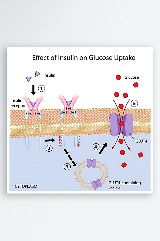 医学医疗人体示意图-众图网
