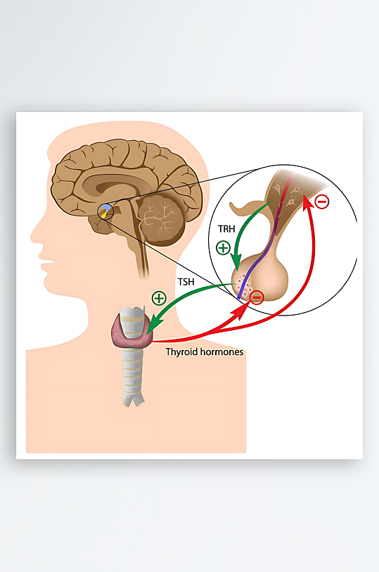 医学医疗人体示意图-众图网