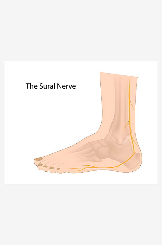 医疗医学人体示意图-众图网