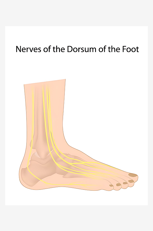医疗医学人体示意图-众图网