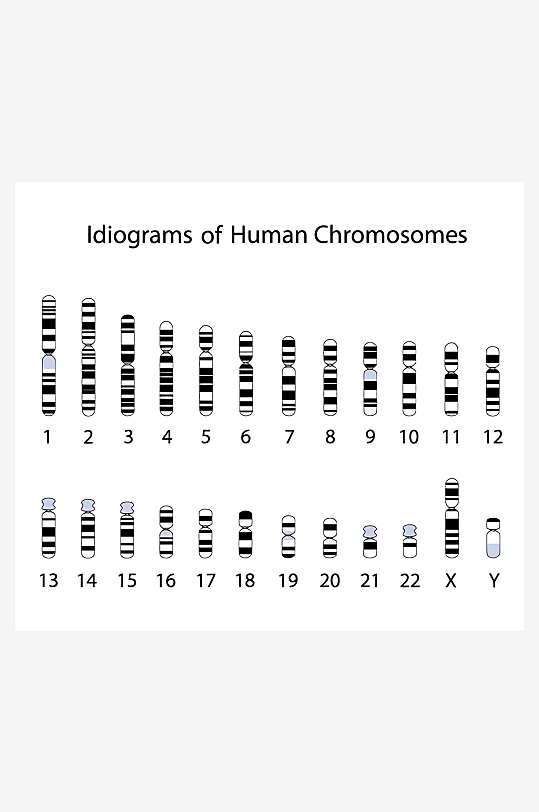 医疗医学人体示意图-众图网