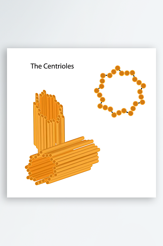 医疗医学人体示意图-众图网