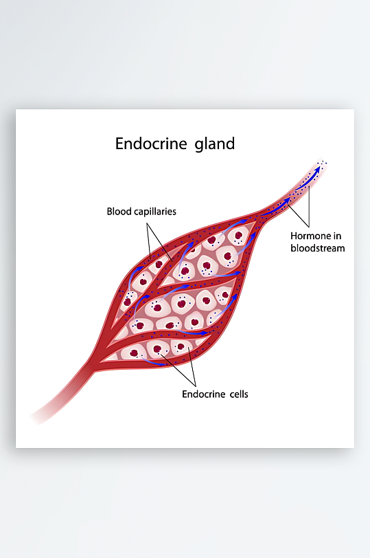 医疗医学人体示意图-众图网