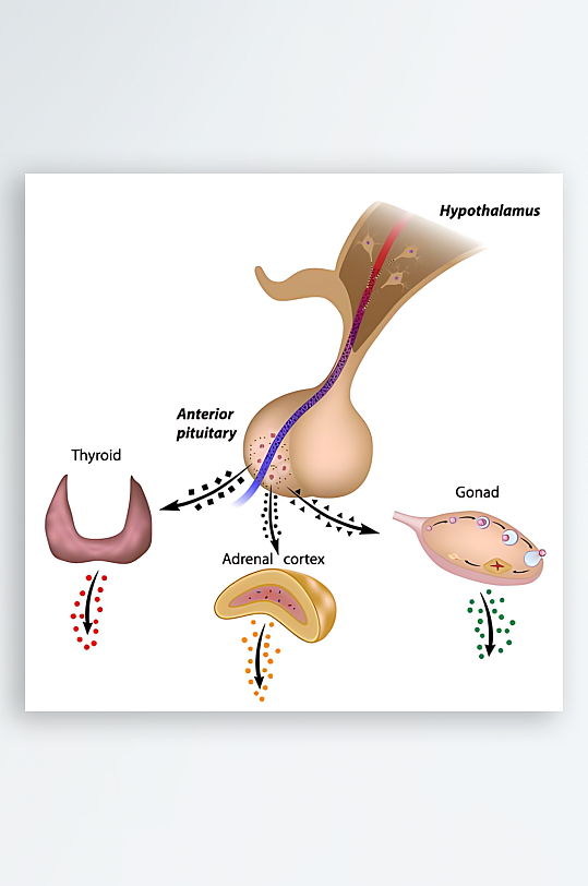 医疗医学人体示意图-众图网
