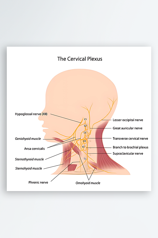 医疗医学人体示意图-众图网