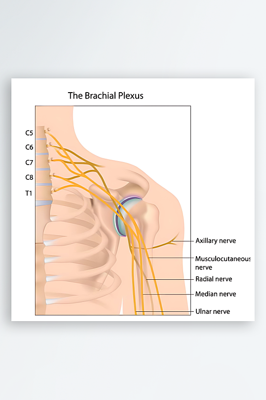 医疗医学人体示意图-众图网