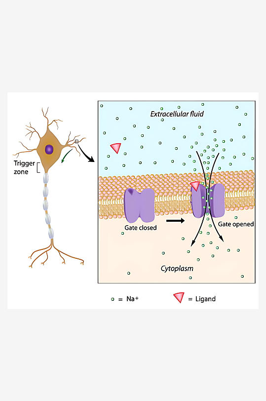 医疗医学人体示意图-众图网