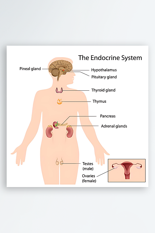 医学医疗人体示意图-众图网