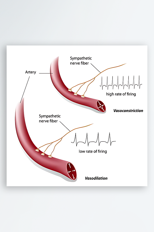 医学医疗人体示意图-众图网