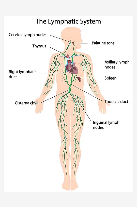 医学医疗人体示意图-众图网