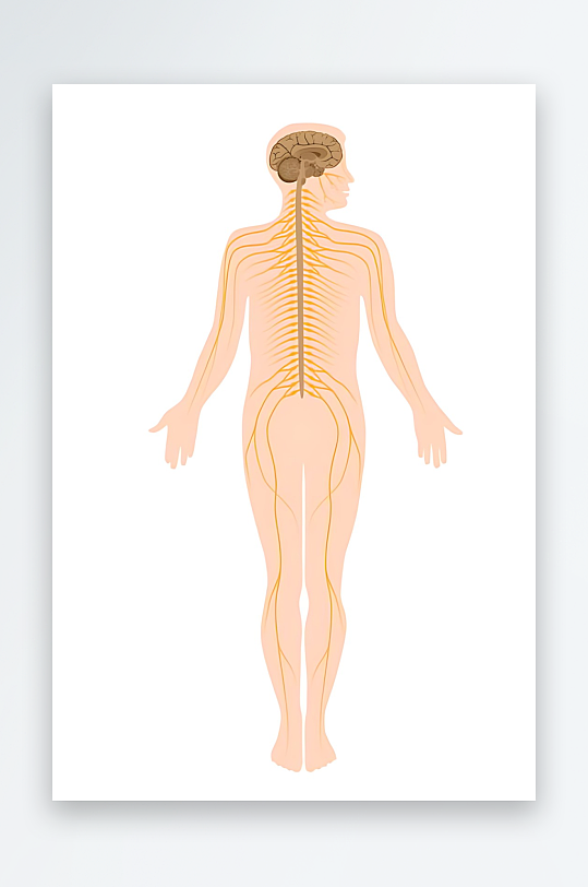 医学医疗人体示意图-众图网