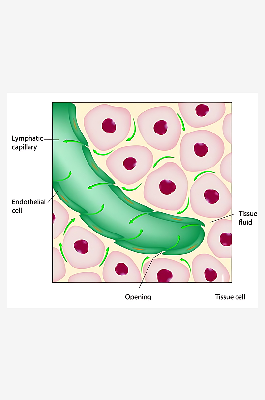 医学医疗人体示意图-众图网