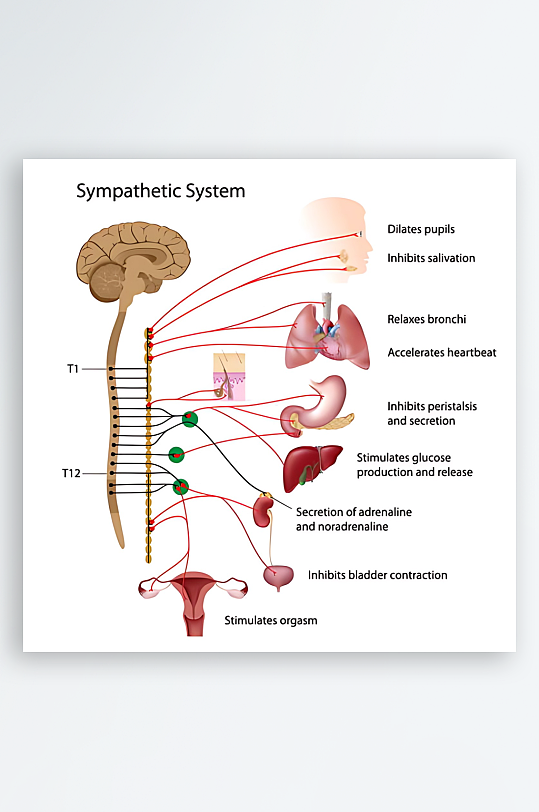 医疗医学人体示意图-众图网