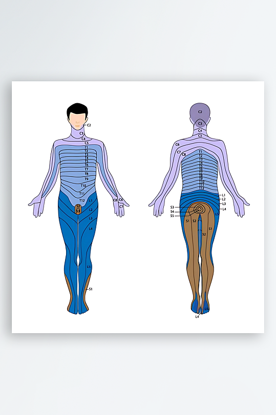 医疗医学人体示意图-众图网