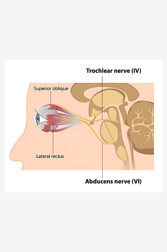 医疗医学人体示意图-众图网