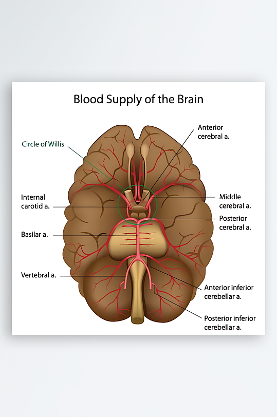 医疗医学人体示意图-众图网