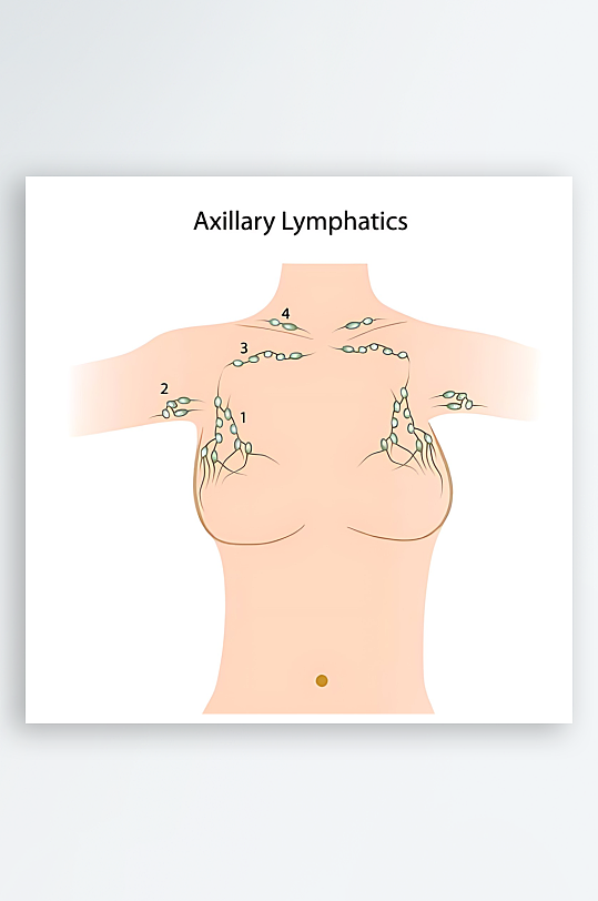 医学医疗人体示意图-众图网