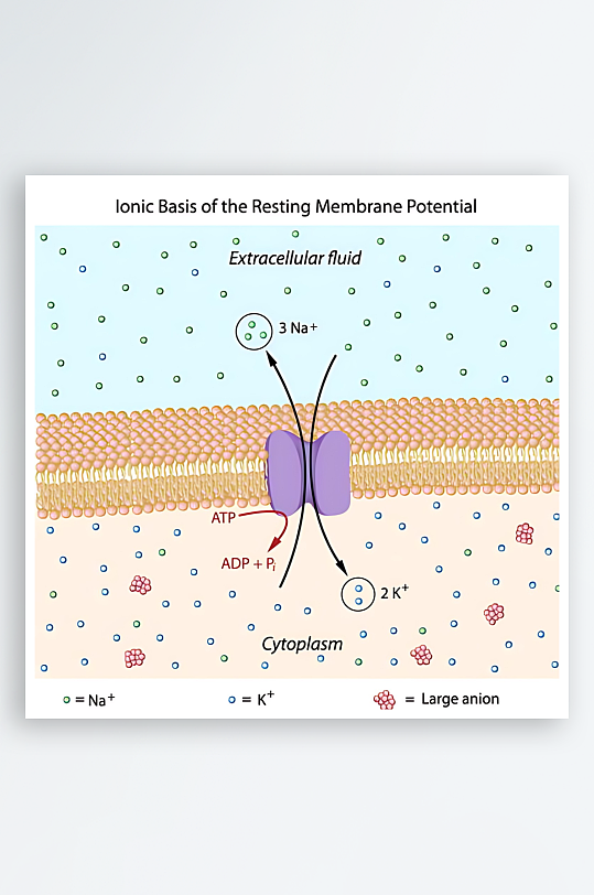 医学医疗人体示意图-众图网