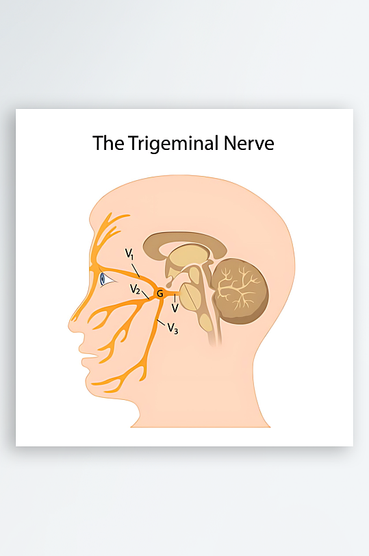 医学医疗人体示意图-众图网