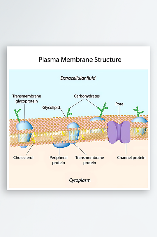 医学医疗人体示意图-众图网