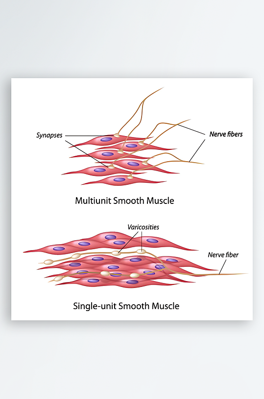 医疗医学人体示意图-众图网