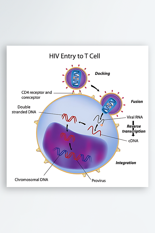 医疗医学人体示意图-众图网
