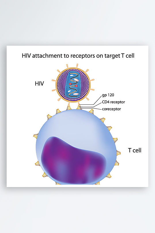 医疗医学人体示意图-众图网