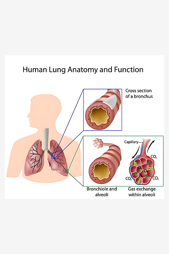 医疗医学人体示意图-众图网