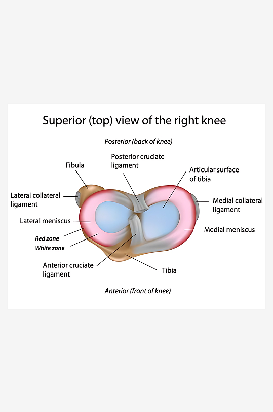 医疗医学人体示意图-众图网