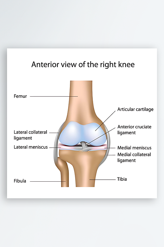 医疗医学人体示意图-众图网