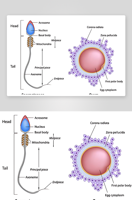 医学医疗人体示意图-众图网