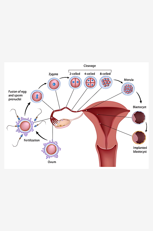 医疗医学人体示意图-众图网