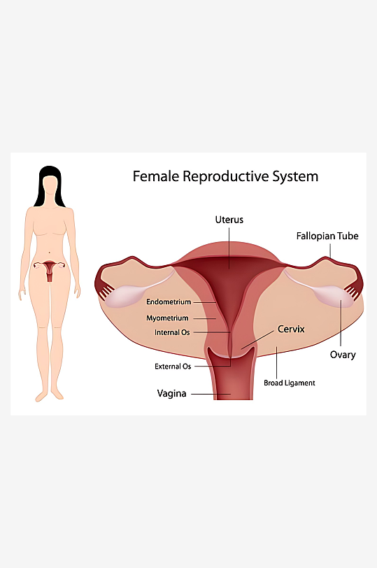 医疗医学人体示意图-众图网