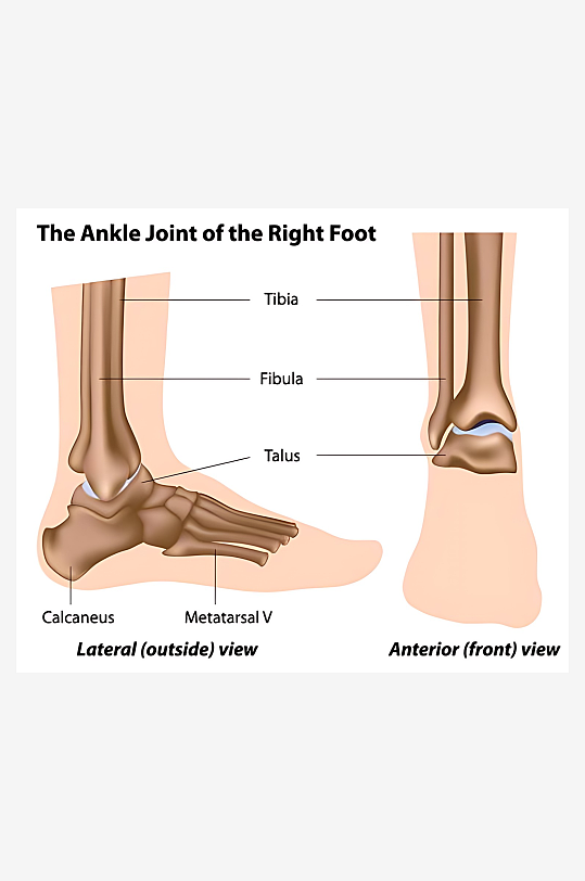 医疗医学人体示意图-众图网