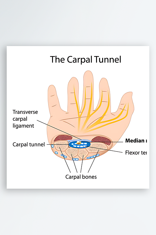 医学医疗人体示意图-众图网