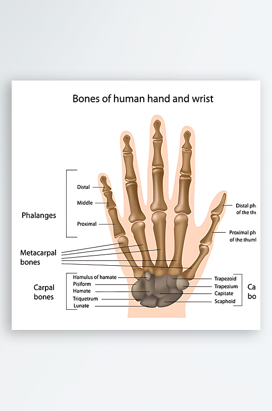 医学医疗人体示意图-众图网