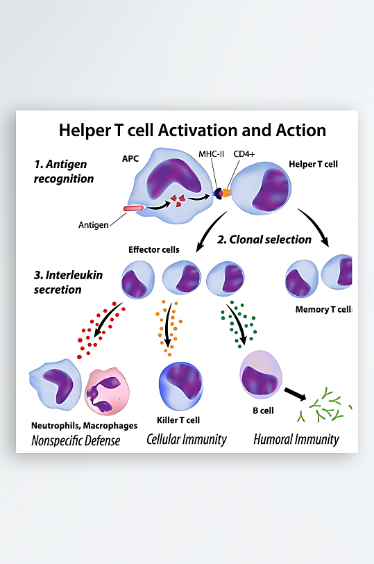 医疗医学人体示意图-众图网