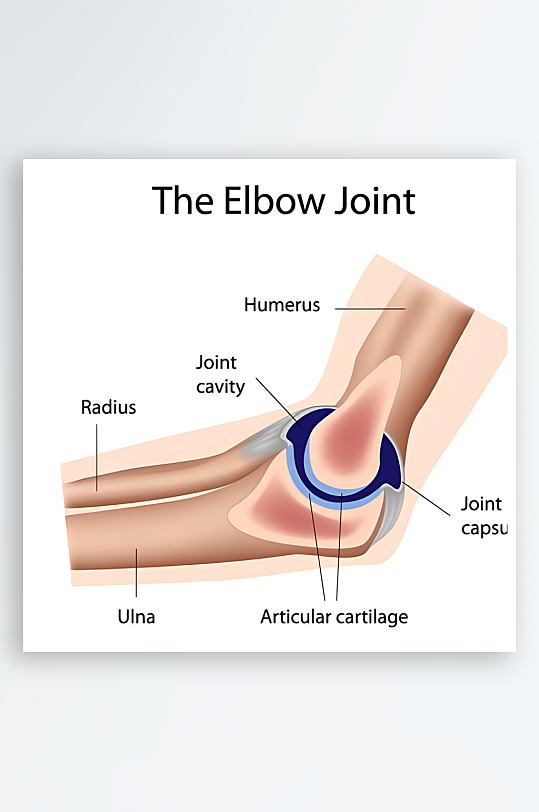 医疗医学人体示意图-众图网