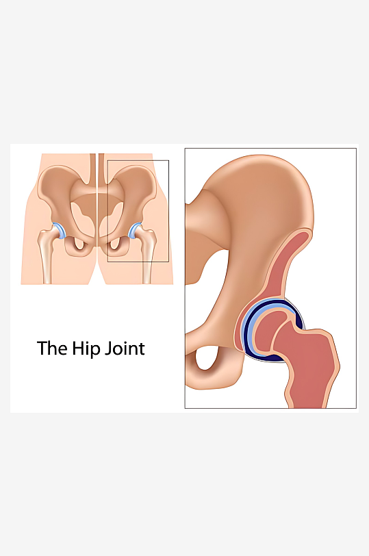 医疗医学人体示意图-众图网