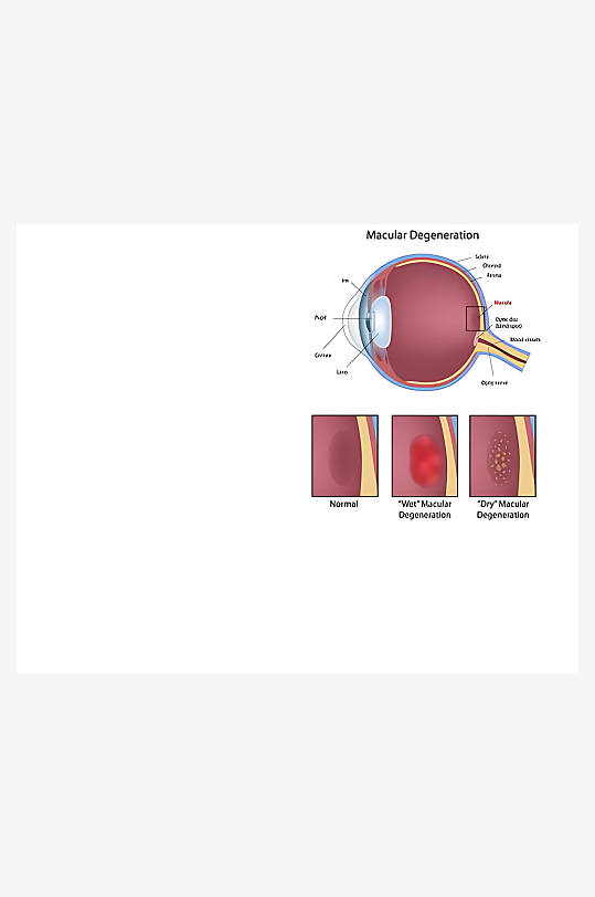 医疗医学人体示意图-众图网