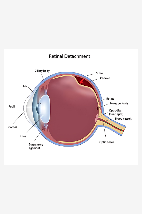 医疗医学人体示意图-众图网