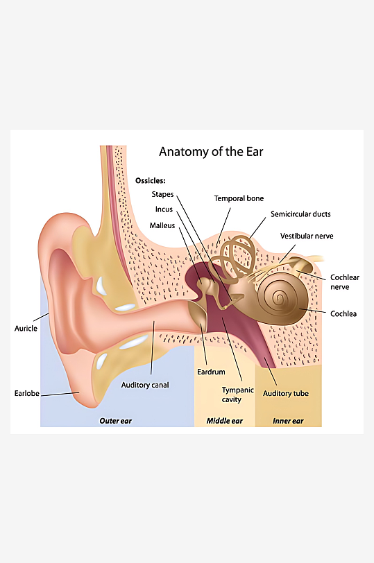 医疗医学人体示意图-众图网